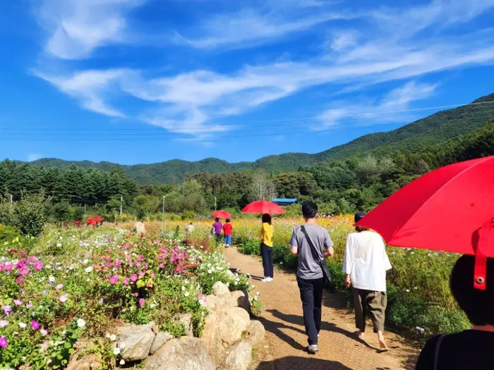 원주용수골가을꽃축제 포스터 사진 5