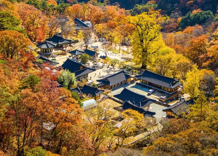 양평 용문사 은행나무 · 관광지
