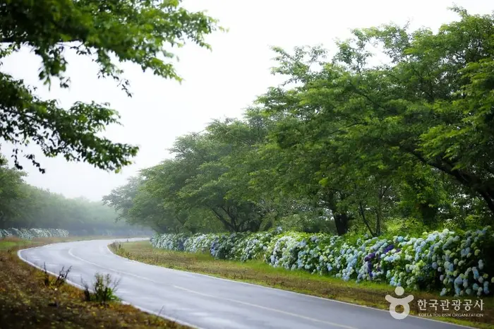 녹산로 유채꽃도로 · 관광지