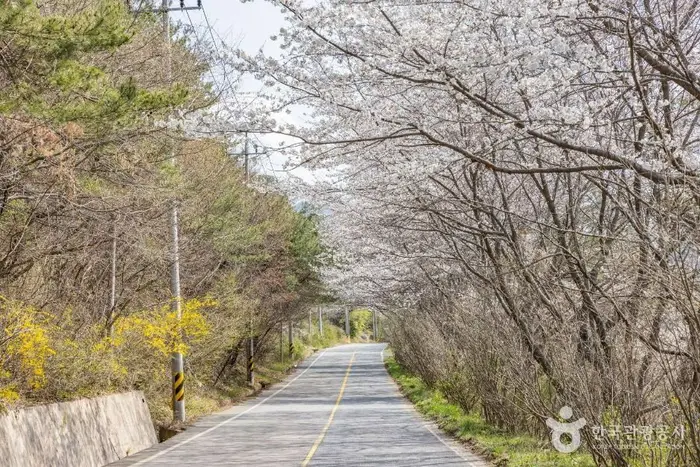 낙안읍성 벚꽃길 · 관광지