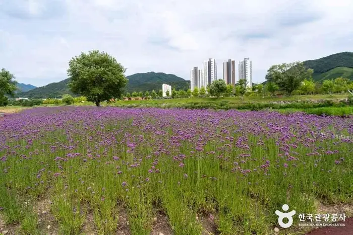 황룡강 생태공원 · 관광지