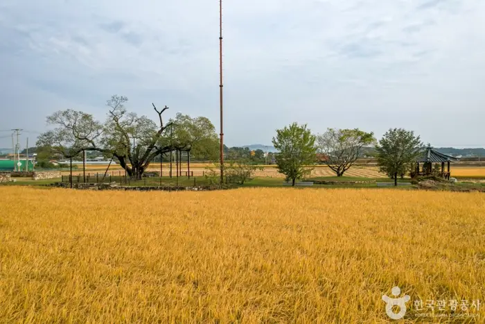 예천 금남리 황목근(팽나무) · 관광지