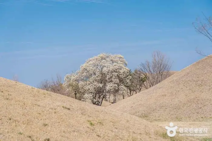 경주 대릉원 일원 · 관광지