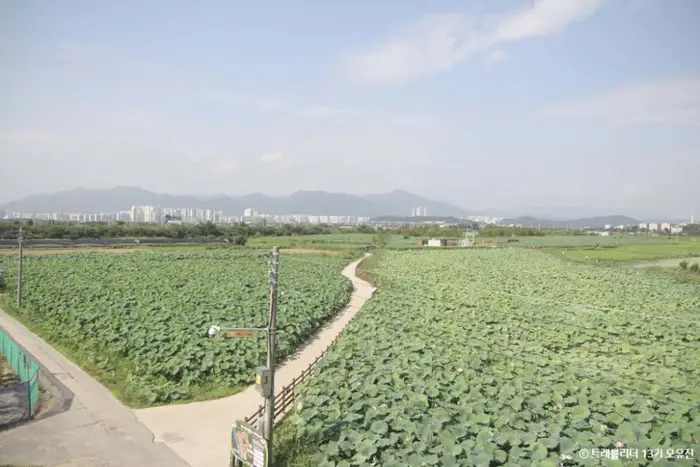 반야월연꽃단지 · 관광지