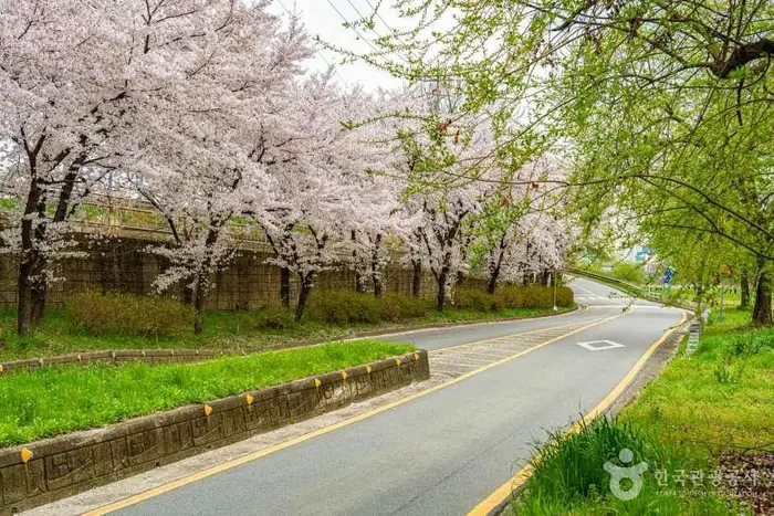 광주천 벚꽃길 · 관광지