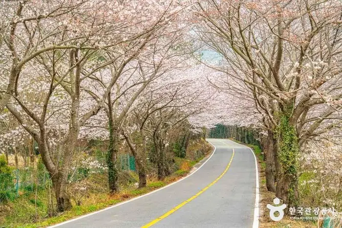 화양면 벚꽃길 · 관광지
