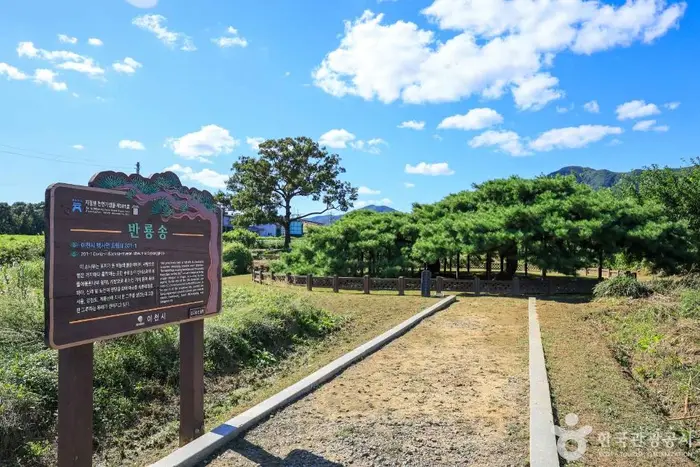 이천 도립리 반룡송 · 관광지