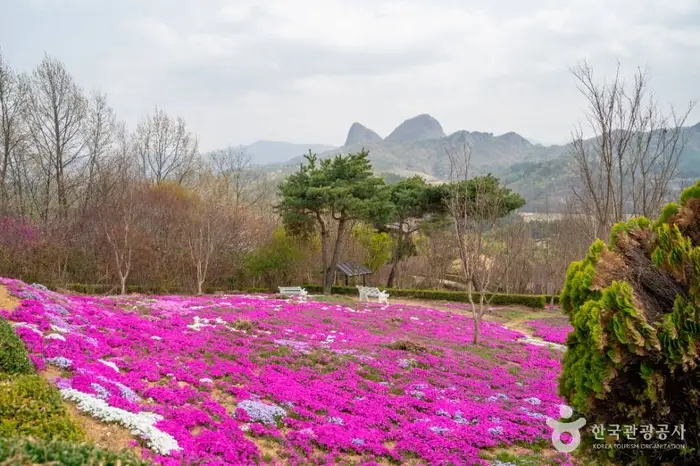 진안 꽃잔디동산 · 관광지
