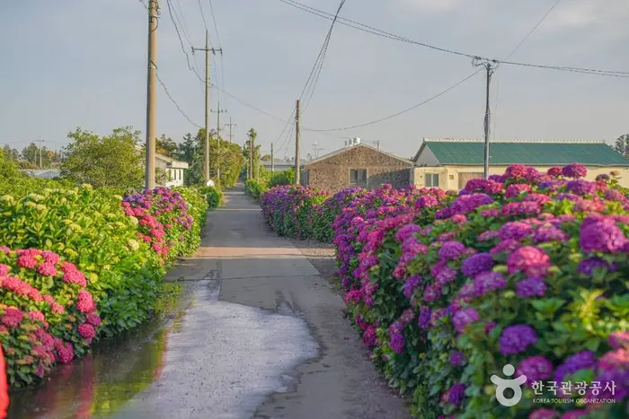 안성리수국길 · 관광지