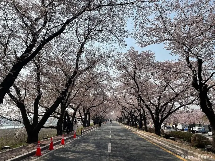 흥무로 벚꽃길 · 관광지