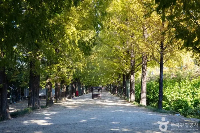 담양 메타세쿼이아길 · 관광지