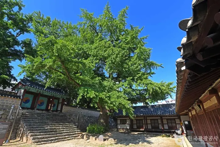 서산향교 은행나무 · 관광지