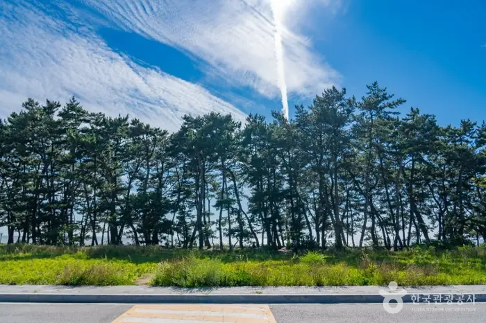 궁평해송군락지 · 관광지