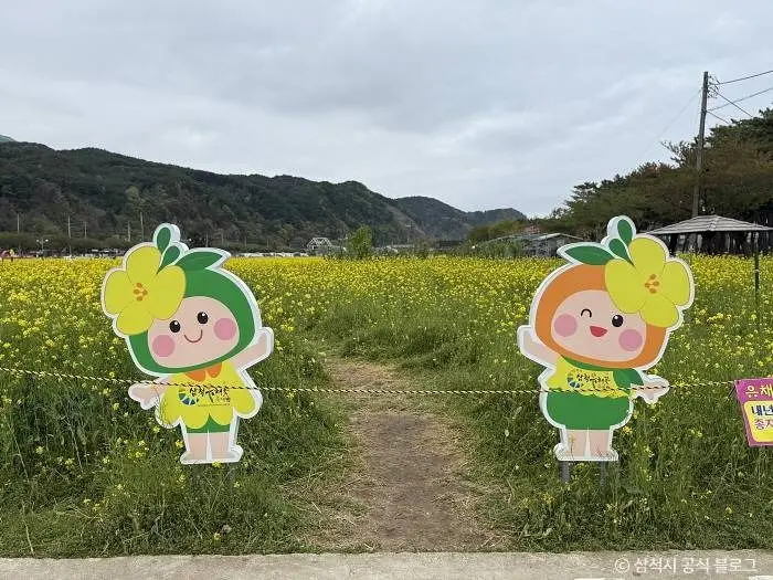 삼척 맹방 유채밭 · 관광지