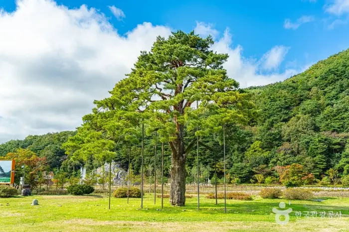 보은 속리 정이품송 · 관광지