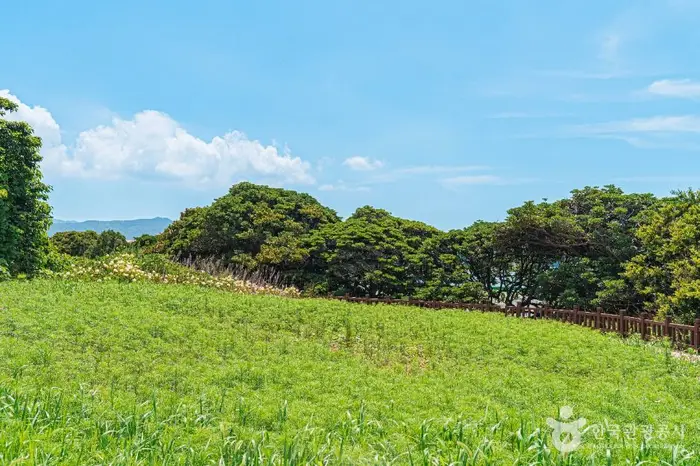 부안 격포리 후박나무군락 · 관광지