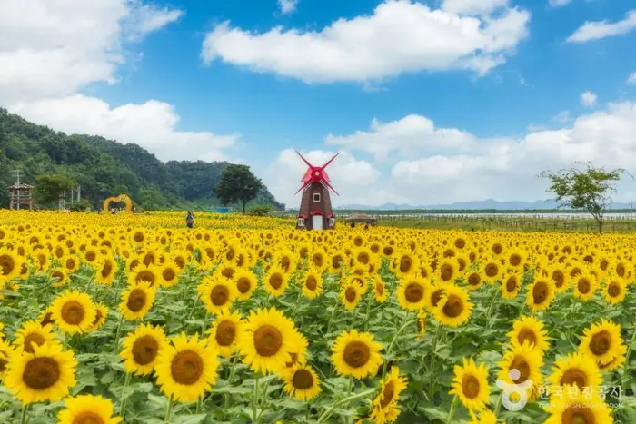 난정리 해바라기마을 정원 · 관광지