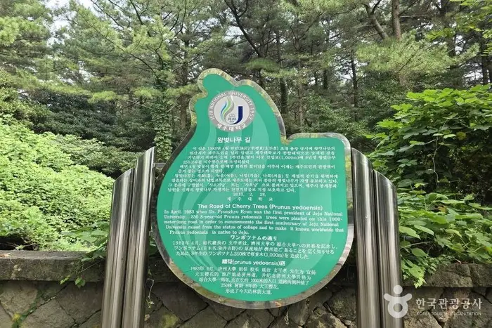 제주대 벚꽃길 · 관광지
