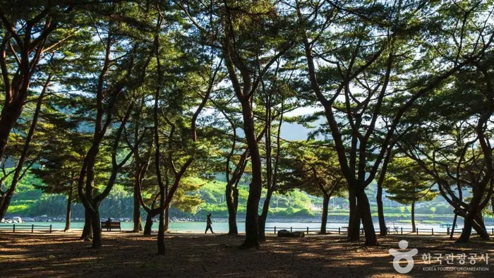 하동송림공원 · 관광지